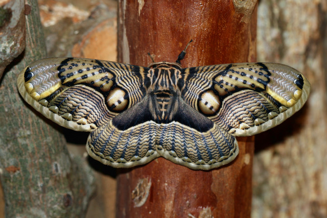 Large moth black yellow wings free wallpaper - medium preview image