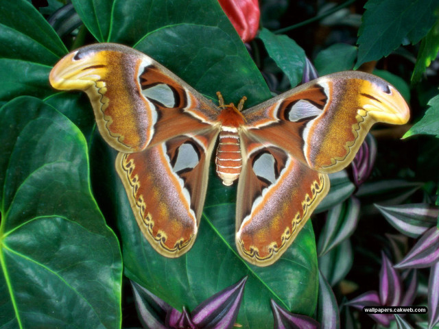 Moth green leaves redflowers cloisonnism free wallpaper - medium preview image