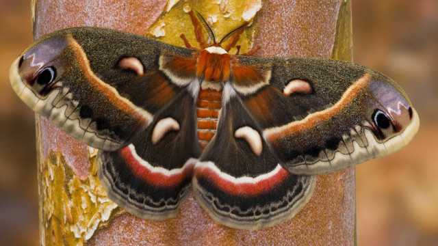 Giant moth tree branch yellow free wallpaper - medium preview image