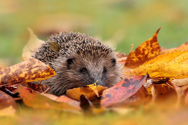 Hedgehog hiding leaves grass field free wallpaper - medium preview image