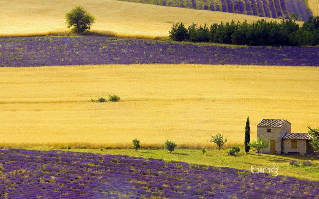 House lavender field lone tree free wallpaper - medium preview image