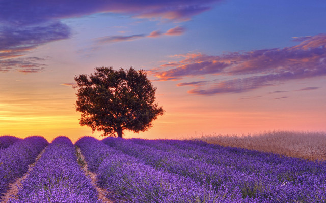 Lone tree lavender field sunset free wallpaper - medium preview image
