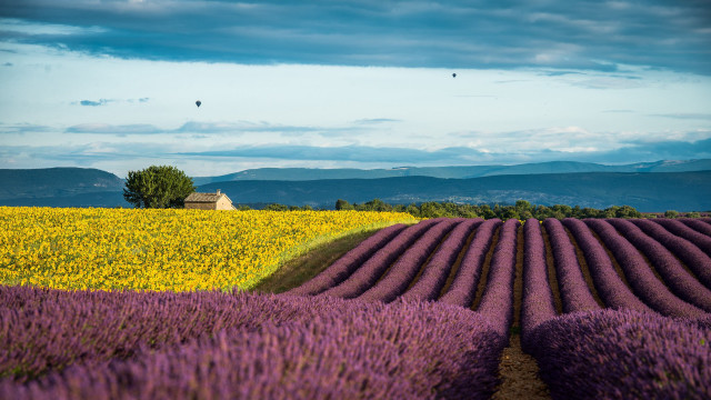 Lavender field house blue sky free wallpaper - medium preview image