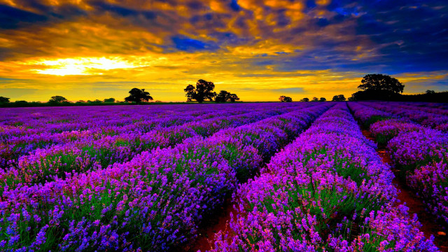 Lavender field sunset clouds sky #3 free wallpaper - medium preview image