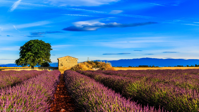 Lavender field lone tree blue free wallpaper - medium preview image
