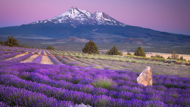 Lavender field mountain sunset pink free wallpaper - medium preview image