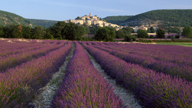 Lavender field castle background distance free wallpaper - medium preview image