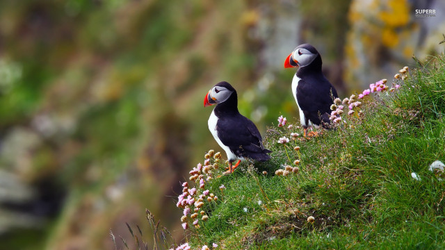 Birds grassy hill flowers cliff free wallpaper - medium preview image