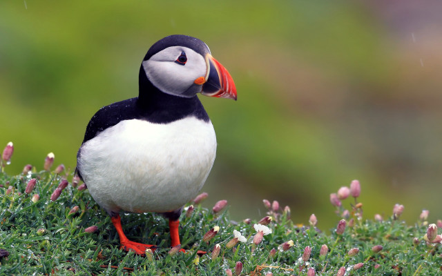 Puffy bird red beak grass free wallpaper - medium preview image