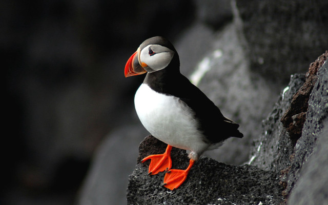 Bird red beak rock black free wallpaper - medium preview image