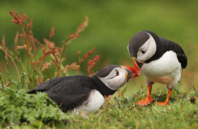 Two birds grass biting beak free wallpaper - medium preview image