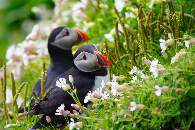 Birds flower hillside sunny outdoors free wallpaper - medium preview image