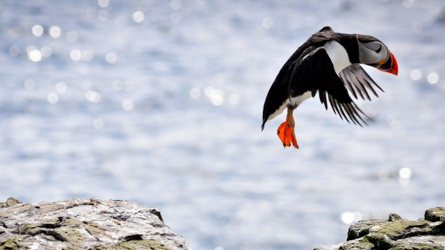 Bird cliff ocean orange beak free wallpaper - medium preview image