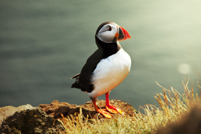 Bird rock water grass orangebeak free wallpaper - medium preview image
