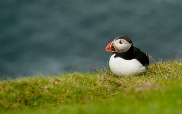 Bird red beak grassy hill free wallpaper - medium preview image