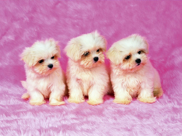 Three small white dogs sitting #2 free wallpaper - medium preview image