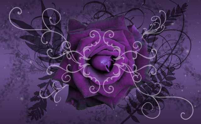 Purple rose decorative design centerpiece free wallpaper - medium preview image