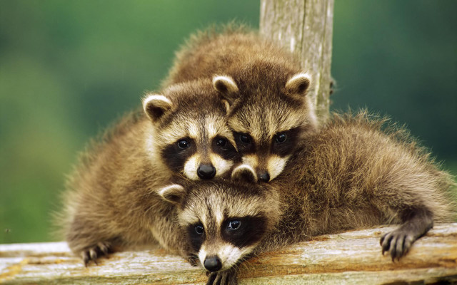 Raccoons sitting log looking camera free wallpaper - medium preview image