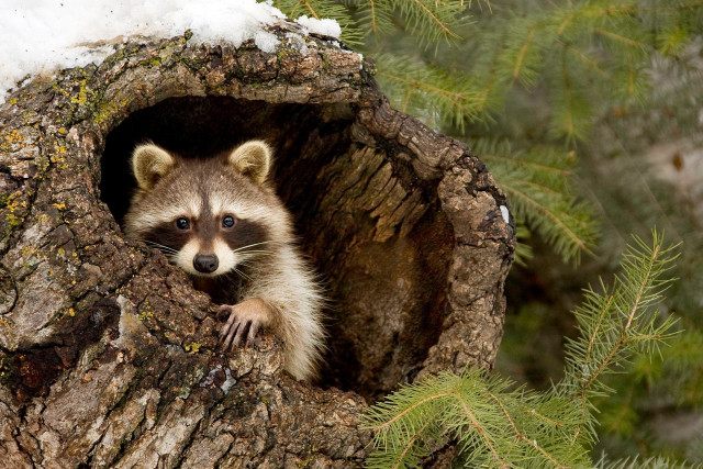 Raccoon peeking tree trunk snow free wallpaper - medium preview image