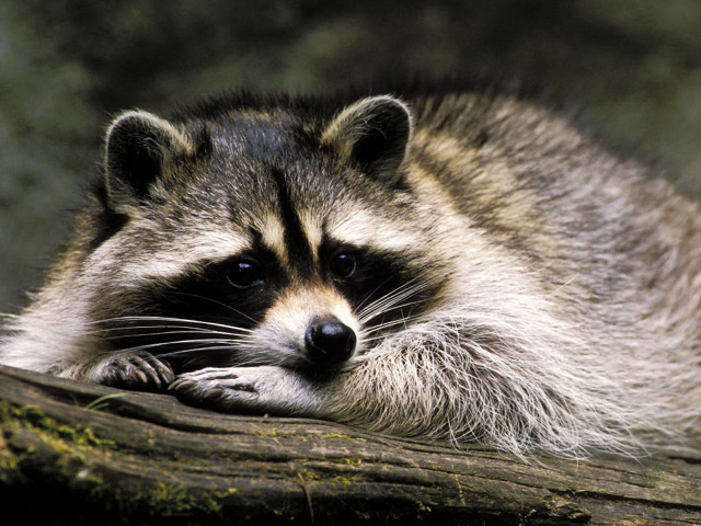 Raccoon resting tree branch sunshine free wallpaper - medium preview image