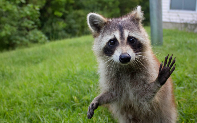 Raccoon standing grass paws open free wallpaper - medium preview image