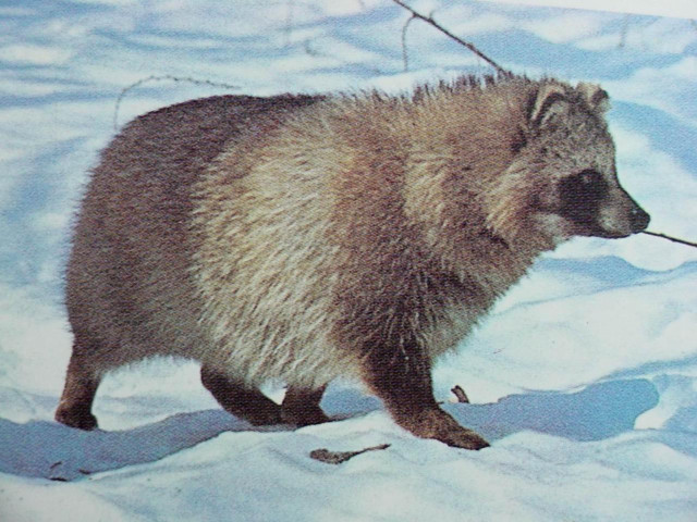 Raccoon walking snow stick mouth free wallpaper - medium preview image