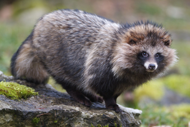 Small animal rock grass park free wallpaper - medium preview image