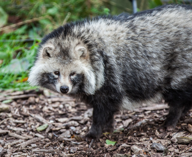 Raccoon walking forest leaves mulch free wallpaper - medium preview image