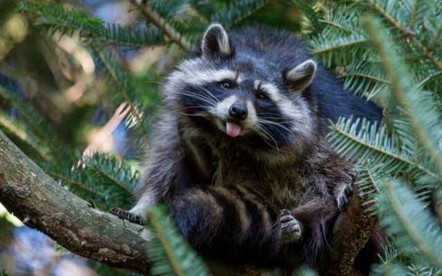 Raccoon sitting tree tongue out free wallpaper - medium preview image