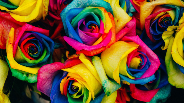 Multicolored roses bouquet open petal free wallpaper - medium preview image