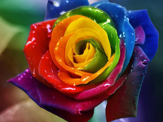 Multicolored rose water droplets green free wallpaper - medium preview image