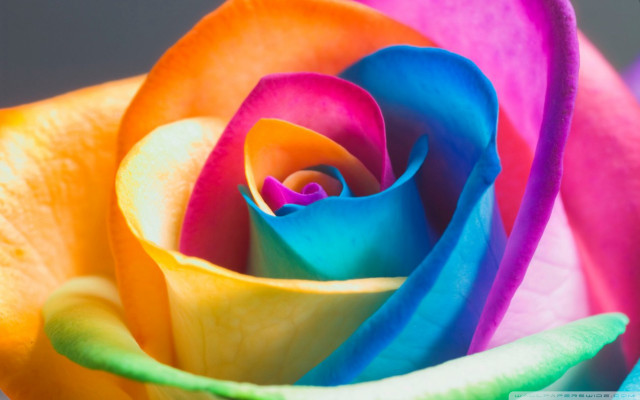 Rainbow colored rose gray background free wallpaper - medium preview image