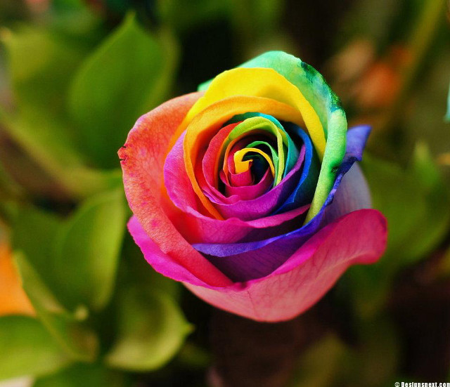 Multicolored rose green leaves blurry free wallpaper - medium preview image