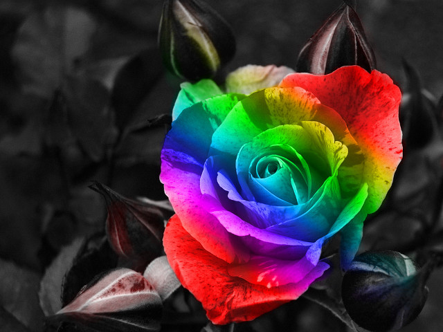 Rainbow colored rose leaves black free wallpaper - medium preview image