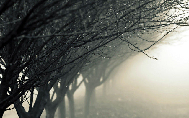 Foggy street trees bench person free wallpaper - medium preview image