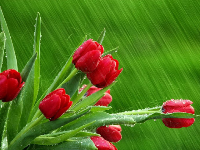 Red flowers water droplets rain free wallpaper - medium preview image