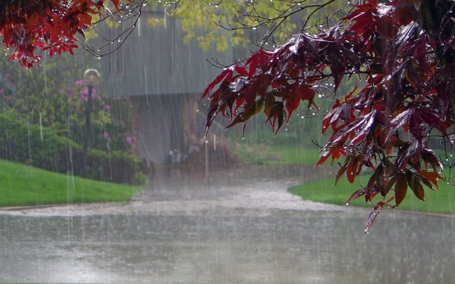 Rain soaked road red tree free wallpaper - medium preview image