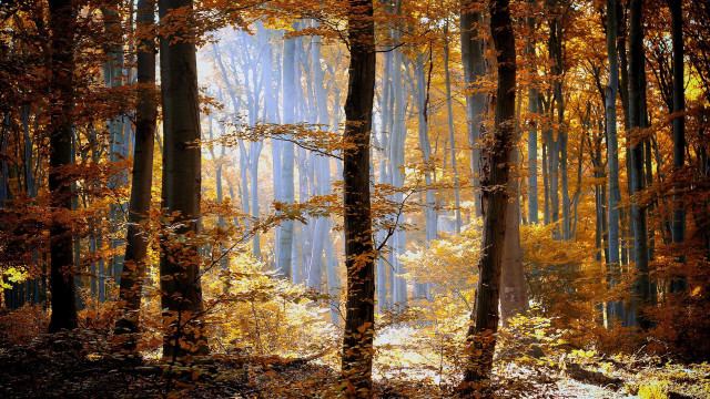Forest tall trees yellow leaves free wallpaper - medium preview image