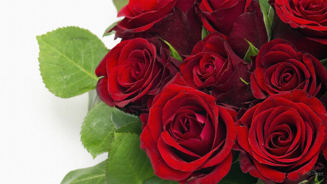 Red roses bouquet green leaves #5 free wallpaper - medium preview image