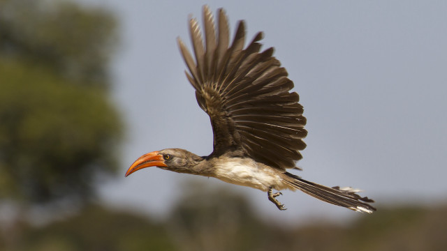 Bird long beak flying trees free wallpaper - medium preview image