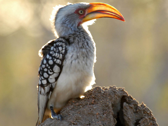Bird long beak rock sun free wallpaper - medium preview image