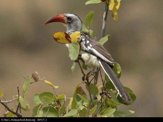Bird long beak branch leaves free wallpaper - medium preview image