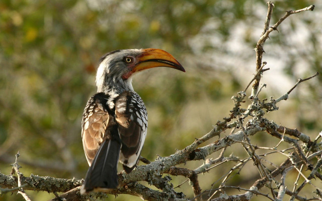 Bird long beak tree branch #3 free wallpaper - medium preview image