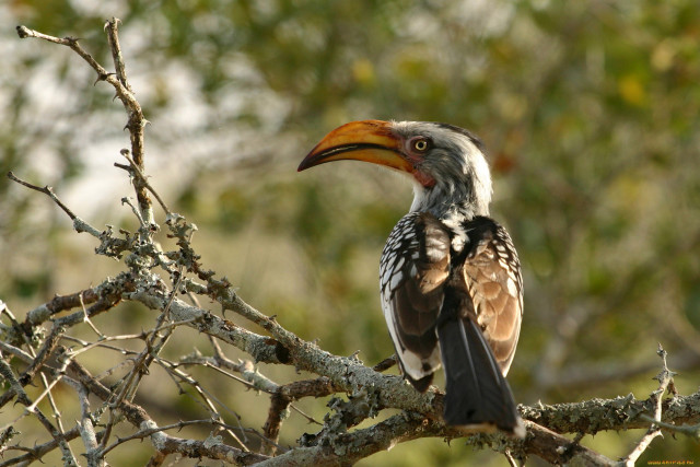 Bird long beak tree branch #2 free wallpaper - medium preview image