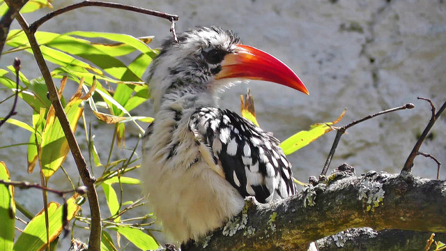 Bird red beak branch tree free wallpaper - medium preview image