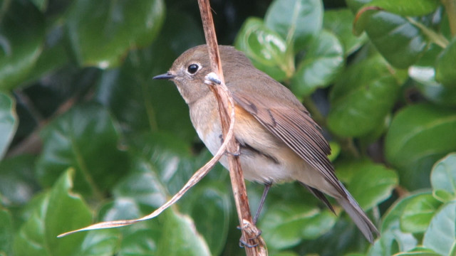 Bird branch leaves bokeh macro free wallpaper - medium preview image