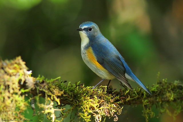Blue bird branch moss forest free wallpaper - medium preview image