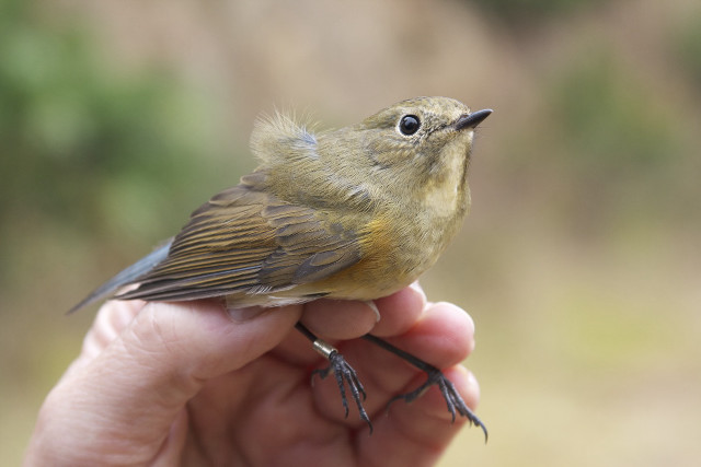 Small bird perched hand forest free wallpaper - medium preview image