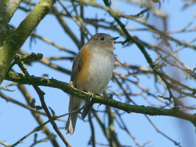 Bird sitting branch tree no #2 free wallpaper - medium preview image