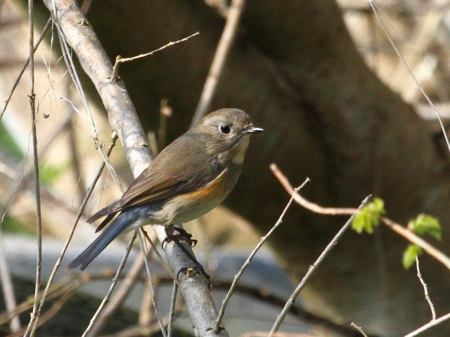 Bird perched branch tree no free wallpaper - medium preview image